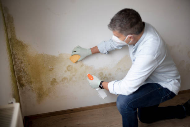 Best Industrial Mold Remediation  in St Anthony, MN