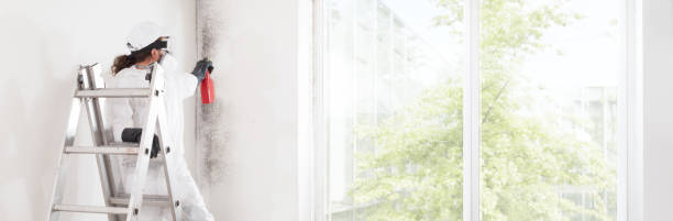 Best Dehumidification Services  in St Anthony, MN
