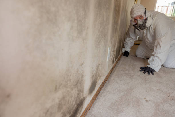 Best Commercial Mold Inspection  in St Anthony, MN